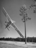 Pilot Sammy Mason Flying around a Tree During a Performance of His California Air Circus Lámina fotográfica por Loomis Dean Pilot Sammy Mason Flying around a Tree During a Performance of His California Air Circus Lámina fotográfica por Loomis Dean