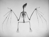 Skeletal Structure of a Bat Fototryk i høj kvalitet af Andreas Feininger Skeletal Structure of a Bat Fototryk i høj kvalitet af Andreas Feininger