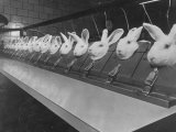 Research Lab at Eli Lilly Drug Manufacturing Plant Uses Rabbits to Test Distilled Water Lámina fotográfica