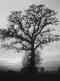 English Elm Growing in Sherwood Forest Lámina fotográfica