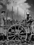 Farm Hands Working on a Sugar Cane Farm Lámina fotográfica de primera calidad por Hansel Mieth Farm Hands Working on a Sugar Cane Farm Lámina fotográfica de primera calidad por Hansel Mieth