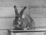Rabbit Being Displayed at a Rabbit Show Lámina fotográfica Rabbit Being Displayed at a Rabbit Show Lámina fotográfica