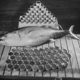 Tuna and Cans of Tuna Lámina fotográfica por Allan Grant