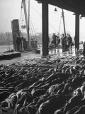 Hundreds of Fish Being Sold at the 
