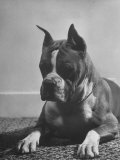 Boxer Bang Away, of Sirrah Crest, Posing for Photograph Lámina fotográfica