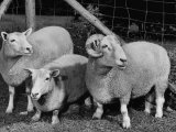 Breeding Short Legged Ancon Ram to Normal Ewe, Produces a Short Breed Lamb Which Cannot Jump Fences Lámina fotográfica de primera calidad Breeding Short Legged Ancon Ram to Normal Ewe, Produces a Short Breed Lamb Which Cannot Jump Fences Lámina fotográfica de primera calidad