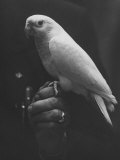 Peach Head and Yellow Bodied Parrot Was the Rarest Bird at the Tenth National Cage Bird Show Lámina fotográfica por Ralph Crane Peach Head and Yellow Bodied Parrot Was the Rarest Bird at the Tenth National Cage Bird Show Lámina fotográfica por Ralph Crane