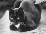 Black and White Pet Cat Lámina fotográfica Black and White Pet Cat Lámina fotográfica