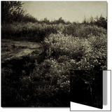 Flowers along Trail in Bloom Prints by Ewa Zauscinska