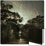 Forest and Partial Sunlight Prints by Ewa Zauscinska