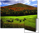 Vermont Cows Prints by Jody Miller