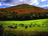 Vermont Cows Poster by Jody Miller