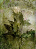 Poeny Print by Alaya Gadeh
