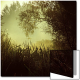 Hiding behind Shrubs from the Light Posters by Ewa Zauscinska