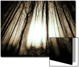 Sunlight Shining through Dense Forest Posters by Jan Lakey