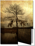 Cypress Prints by Lydia Marano
