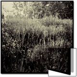 Overgrown Field Posters by Ewa Zauscinska