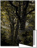 Central Park, no. 3 Prints by Katherine Sanderson
