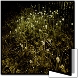 Dandelion Patch by Fence Prints by Ewa Zauscinska