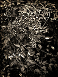 Heavenly Bamboo Posters by Lydia Marano