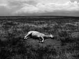 Horse Lying on Side in Field Pôsters por Krzysztof Rost