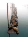 Sea Lions in Fog Posters by Jody Miller