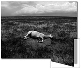 Horse Lying on Side in Field Art by Krzysztof Rost