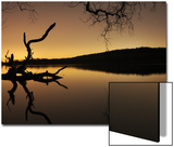 Gnarled Branches Poking out of Calm Lake Poster by Jan Lakey