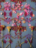 Cloves Colourkli Prints by Alaya Gadeh