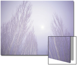 Dense Fog Obscuring Trees and Moonlight Poster by Jan Lakey