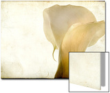 Detail of Calla Lily Posters by Mia Friedrich