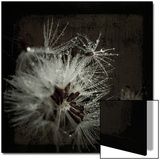 Dandelion in Dew Posters by Ewa Zauscinska