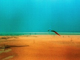 Kite Flying on Golden Beach Print by Unknown Unknown