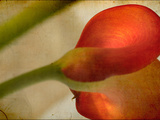 Study of Red Flower Posters por Mia Friedrich