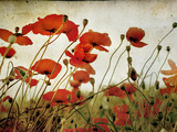 Orange Flower Patch Posters por Mia Friedrich