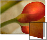 Study of Red Flower Poster by Mia Friedrich