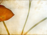 Study of Calla Lily Posters por Mia Friedrich