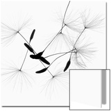Dandelion Spores on White Prints by Robert Cattan