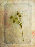 Clematis Copie Prints by Nathalie Diacci