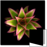 Cactus Star Prints by Robert Cattan