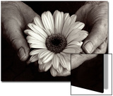 Daisy Cupped in Tired Hands Posters by Stefanie Schneider