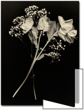 Wilted White Rose and Baby's Breath in Black and White Posters by Robert Cattan