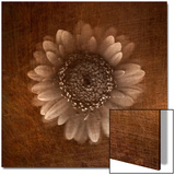 Sepia Gerbera Daisy Posters by Robert Cattan