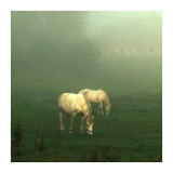 White Horses Field I Poster by Rick Schimidt