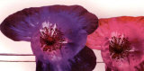 Anemonen Duo I Print by Frauke Meszaros