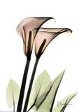 Crystal Flowers, Lily Pair Prints by Albert Koetsier