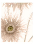 Gerbera Breeze II Lámina giclée por Donna Geissler