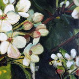 Blossom Rhapsody III Prints by Mary Mclorn Valle