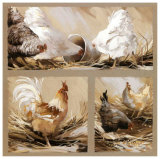 Poules Blanches et Coq Print by Pascal Cessou