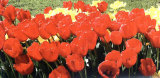 Sonnenkelche Prints by Sigi Loew